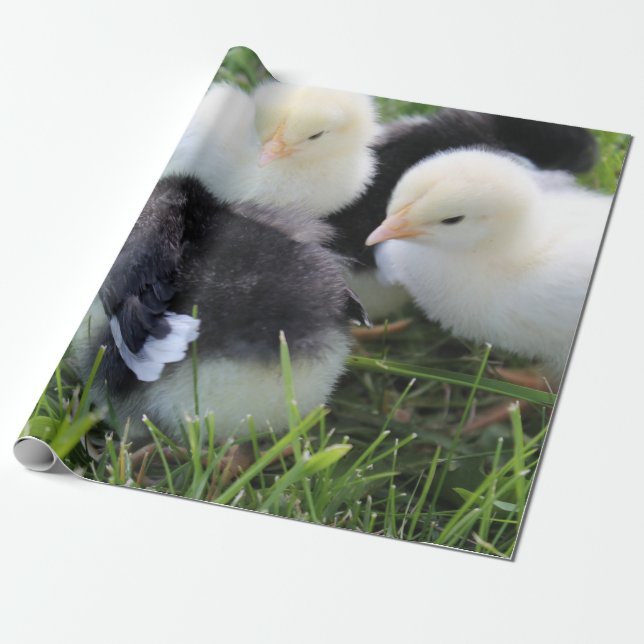 Four Black and Yellow Baby Chicken chicks Wrapping Paper (Unrolled)