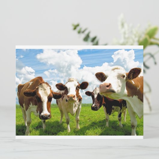 Four chatting cows (Standing Front)