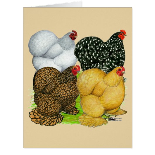 Four Cochin Hens Cards (Front)