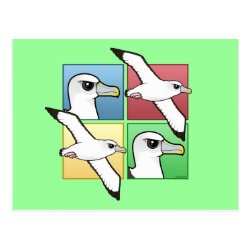 Four Color Albatross Postcard