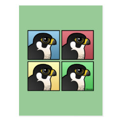 Four Color Peregrine Falcon Postcard