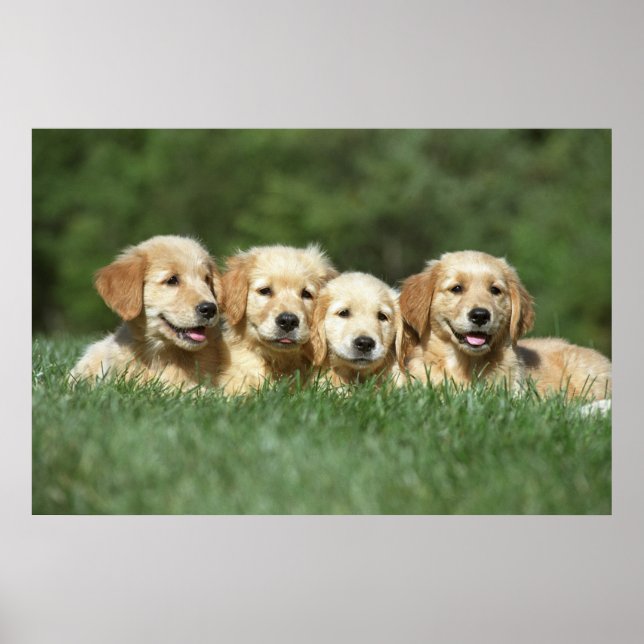 Four cute golden retriever puppies poster (Front)