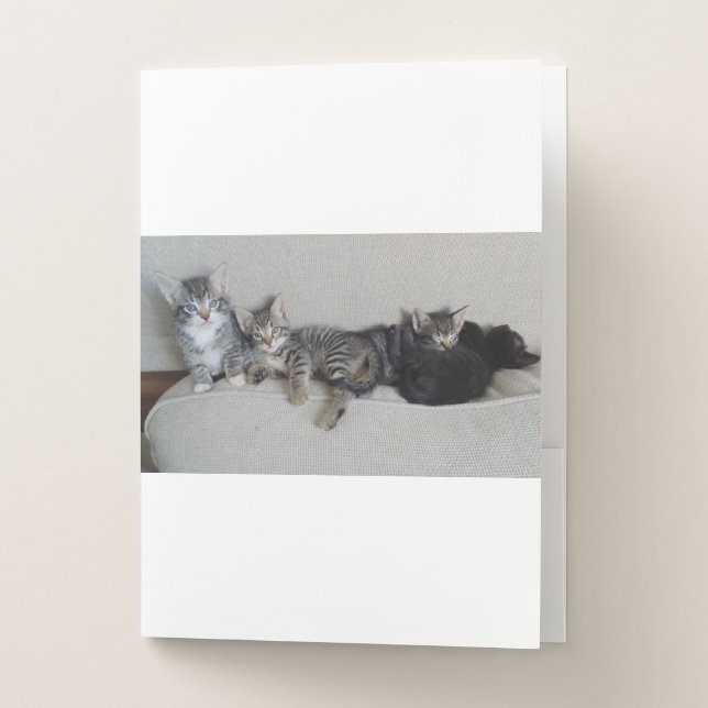 Four cute Kitties in a Row Pocket Folder (Front)
