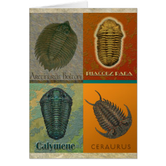 Four Fossil Trilobites Cards