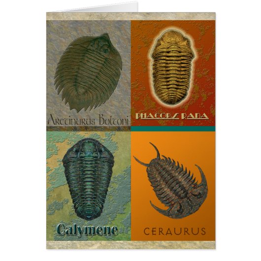 Four Fossil Trilobites Cards (Front)