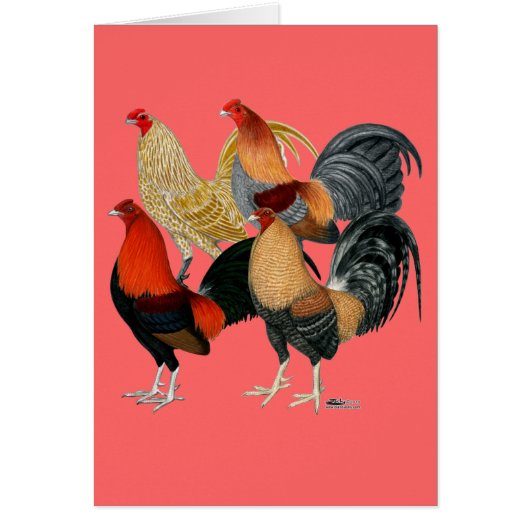 Four Gamecocks Cards (Front)