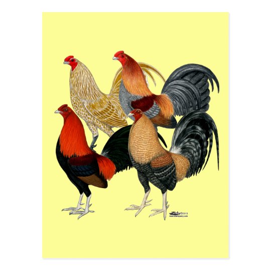 Four Gamecocks Postcard