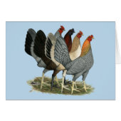 Four Gamefowl Hens (Front Horizontal)
