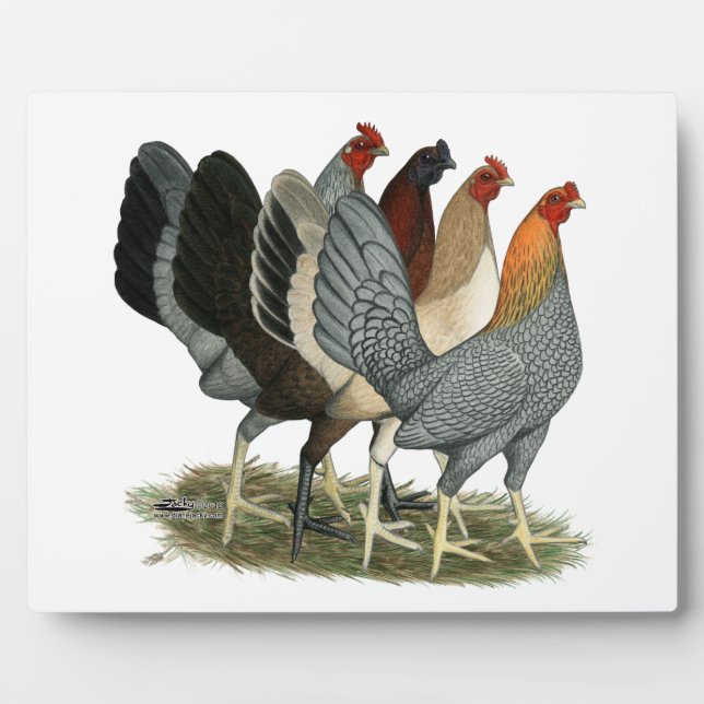 Four Gamefowl Hens Plaque (Front)