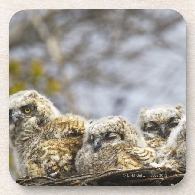 Four Great Horned Owl (Bubo Virginianus) Chicks Beverage Coaster (Front)