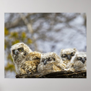 Four Great Horned Owl (Bubo Virginianus) Chicks Poster