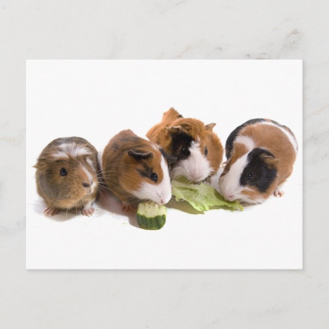 four guinea pigs who eat, postcard (Front)