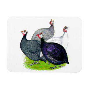 Four Guineas Magnet