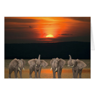 Four Happy Elephants Cards