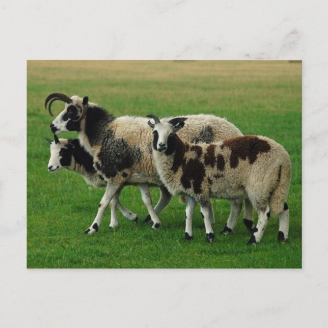 Four horned sheep postcard (Front)