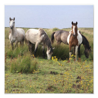 Four horses photo print