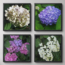 Four Hydrangeas