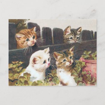 "four Kittens" Vintage Postcard by PrimeVintage at Zazzle