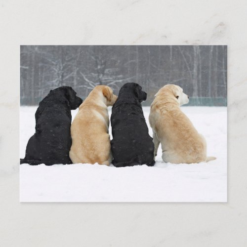 Four Labrador Dogs In Snow Postcard