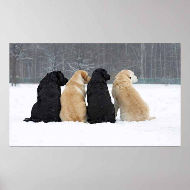 Four Labrador Dogs In Snow Poster (Front)