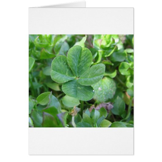 Four Leaf Clover Cards (Front)