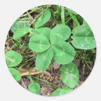 Four Leaf Clover Classic Round Sticker