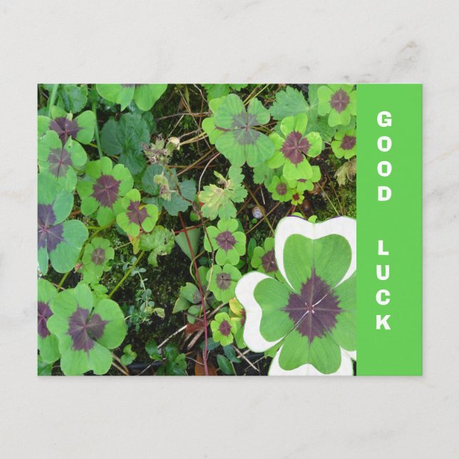 Four Leaf Clover Leaf & Pattern Good Luck Postcard (Front)