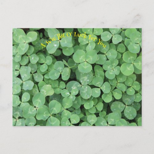 four leaf clover  postcard