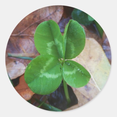 Four leaf clover Sticker 