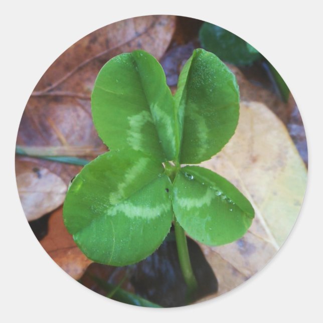 Four leaf clover Sticker  (Front)