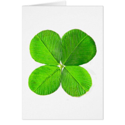 Four Leaf Clover The MUSEUM Zazzle Gifts (Front)