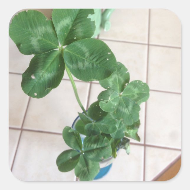 Four leaf clovers square sticker (Front)