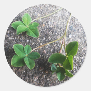 Four Leaf Clovers Sticker