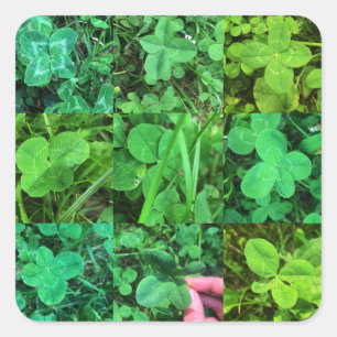 Four Leaf Colvers - Four-leaf cloves Square Sticker