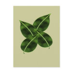 Four Leaves Posctcard Postcard