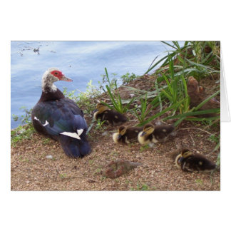 Four lil' ducklings cards