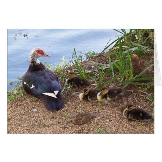 Four lil' ducklings cards (Front Horizontal)