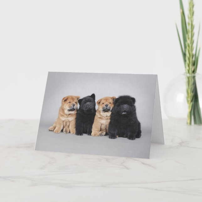 Four little Chow chow puppies Card (Front)