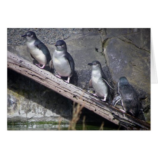 Four Little Penguins Cards (Front Horizontal)