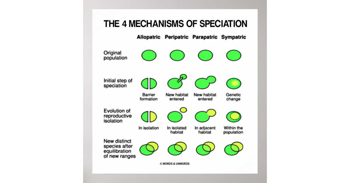 Four Mechanisms Of Speciation Evolution Poster | Zazzle