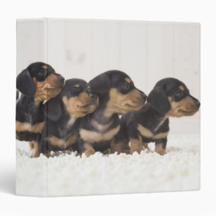 Four Mini Dachshund 3 Ring Binder