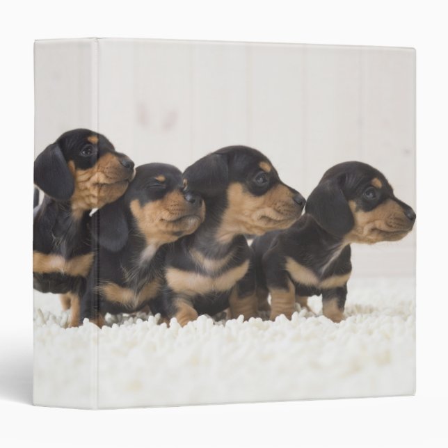 Four Mini Dachshund 3 Ring Binder (Front/Spine)