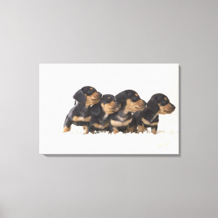 Four Mini Dachshund Canvas Print