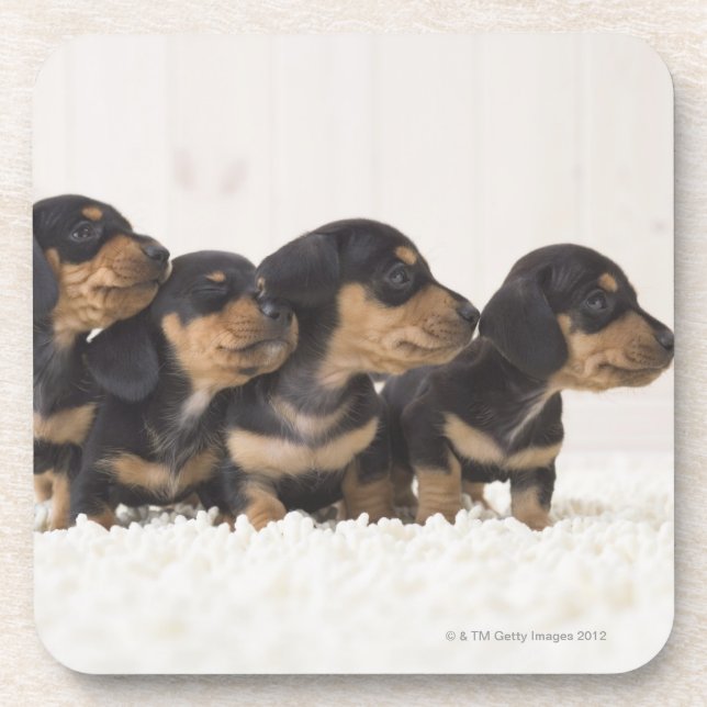 Four Mini Dachshund Drink Coaster (Front)
