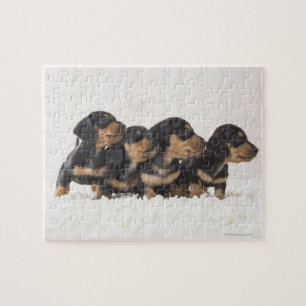 Four Mini Dachshund Jigsaw Puzzle