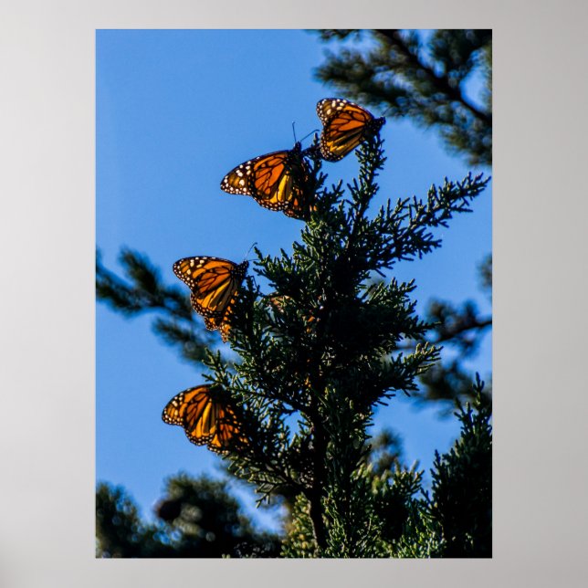Four Monarch Butterflies Print (Front)