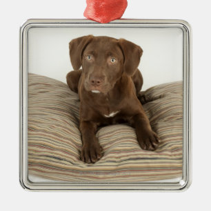 Four-Month-Old Chocolate Lab Puppy on Pillow Metal Ornament