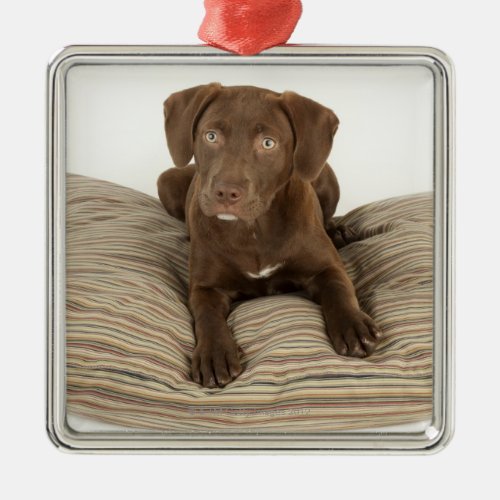 Four_Month_Old Chocolate Lab Puppy on Pillow Metal Ornament