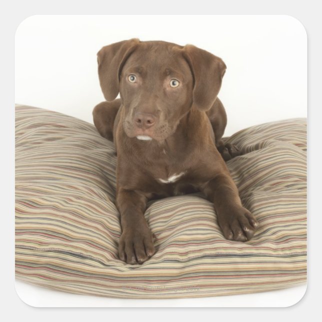 Four-Month-Old Chocolate Lab Puppy on Pillow Square Sticker (Front)