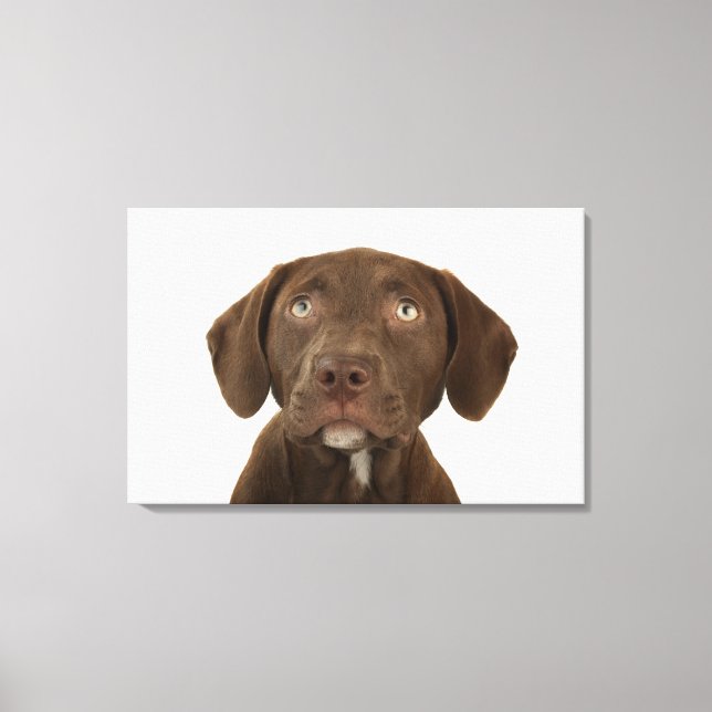 Four-Month-Old Chocolate Lab Puppy Portrait Canvas Print (Front)